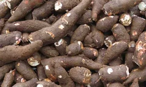 மரவள்ளி கிழங்கு விலை உயர்வு