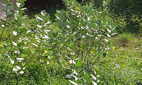 பாரதிதாசன் உறுப்பு கல்லூரியை சீரமைக்க பெற்றோர்கள் கோரிக்கை