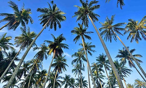 கோப்புபடம்.