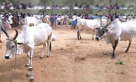 பழையக்கோட்டை சந்தையில் விற்பனைகாக கொண்டுவரப்பட்ட காங்கயம் இன மாடுகளை படத்தில் காணலாம்.