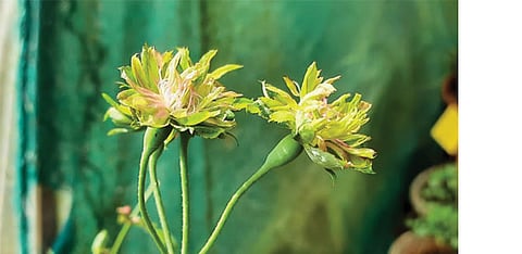 குன்னூர் சிம்ஸ் பூங்காவில் மலர்ந்த பச்சை ரோஜா