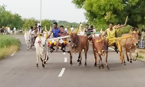பந்தயத்தில் பங்கேற்ற மாட்டு வண்டிகள் பாய்ந்து வந்த காட்சி.