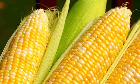 கோப்புபடம்.