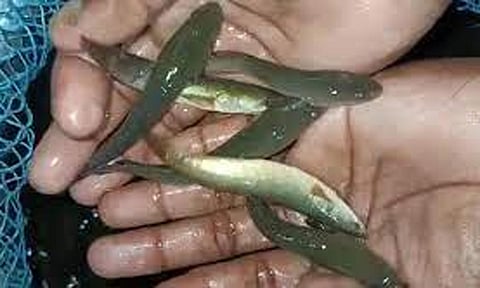 மீன் குஞ்சுகள் வளர்க்க மானியம்- கலெக்டர் தகவல்