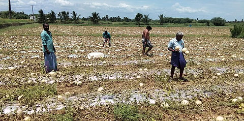 முலாம்பழங்களை இலவசமாக பறித்து செல்லும் மக்கள்