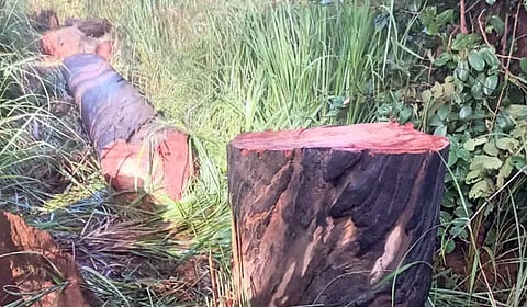 சேரம்பாடி அருகே ராட்சத மரங்களை வெட்டிய மர்மநபர்கள்
