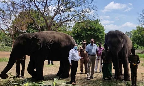 வண்டலூர் உயிரியல் பூங்காவில் 2 பெண் யானைகளுக்கு கரும்பு, பழம், வெல்லத்துடன் விருந்து
