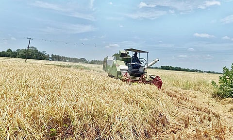 முன்பட்ட குறுவை அறுவடை பணி