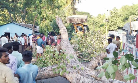 கூத்தாடி மதகில் அரசமரத்தின் கிளை சாலையின் குறுக்கே விழுந்து கிடக்கும் அரச மரம்