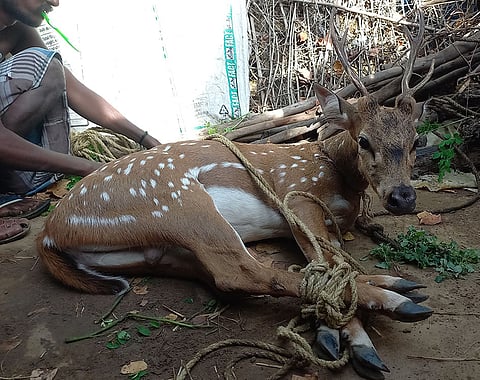 பிடிபட்ட புள்ளி மான்.