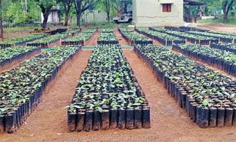 இலவசமாக மரக்கன்றுகள் பெற விவசாயிகள் பதிவு செய்ய வேண்டும்