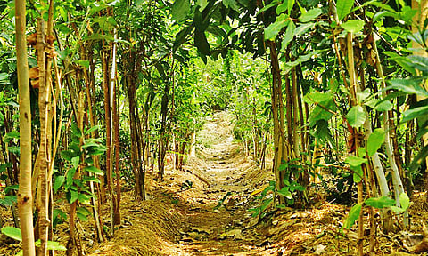 திண்டுக்கல் அருகே அமைக்கப்பட்டுள்ள மியாவாக்கி குறுங்காடு.