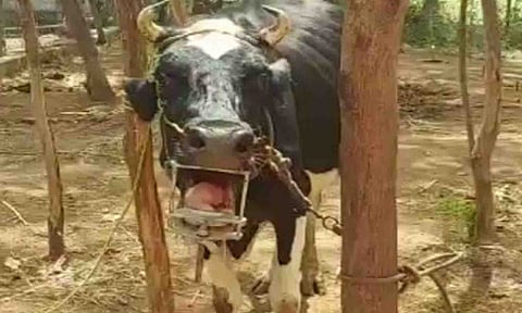 கோப்புபடம்.