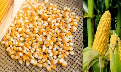 திருவேங்கடம் பகுதியில் விதை விற்பனை நிலையங்களில் விதை ஆய்வாளர்கள் திடீர் ஆய்வு