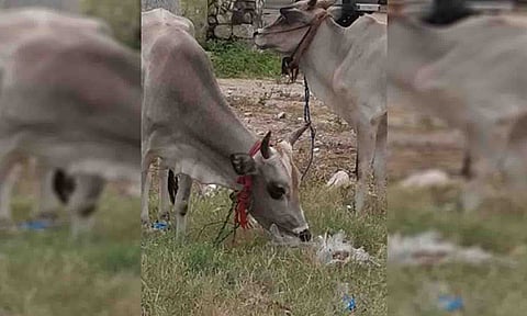 பிளாஸ்டிக் கழிவை உண்ணும் மாடுகளை படத்தில் காணலாம். 