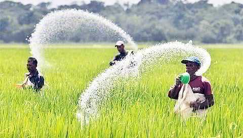 விவசாயிகள் பரிந்துரைக்கப்பட்ட அளவிலான யூரியா உரத்தை மட்டும் பயன்படுத்த வேண்டும்