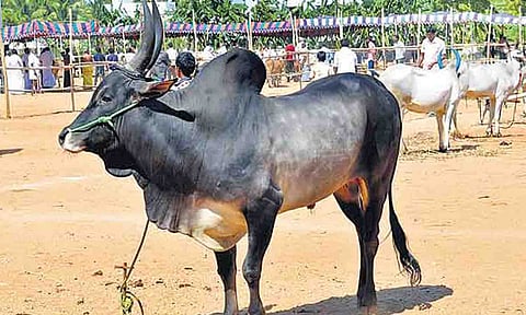 கோப்புபடம்.