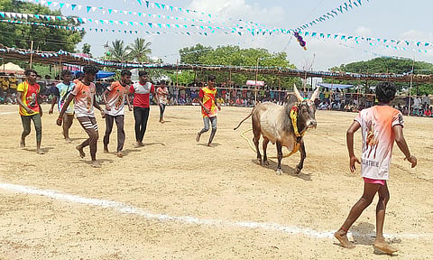 கிருஷ்ணாபுரத்தில் வடமாடு மஞ்சுவிரட்டு நடந்தது.