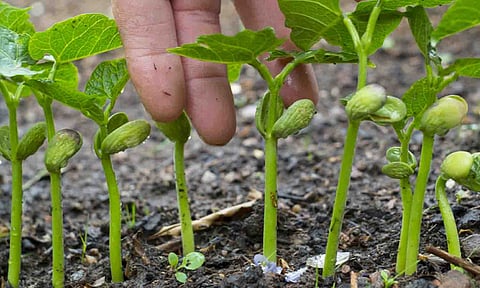 கோப்புபடம்.