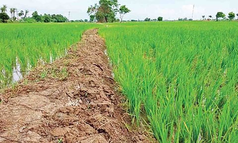 கோப்புபடம்.