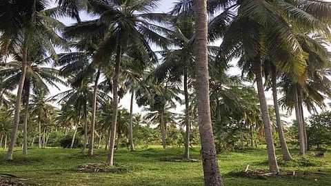 கோப்புபடம்.