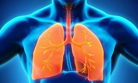 நுரையீரல்