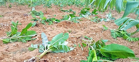 நாசமான வாழைகளை படத்தில் காணலாம்.