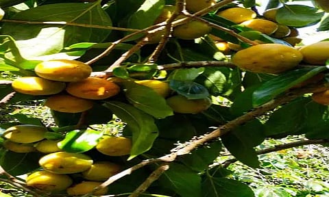 குன்னூரில் பெர்சிமன் பழ சீசன் தொடங்கியது