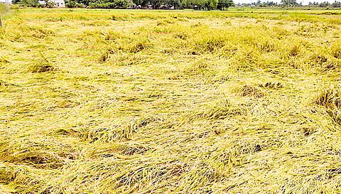 கொள்ளிடம் ஆற்றில் தொடர்ந்து வெள்ளப்பெருக்கு - அறுவடைக்கு தயாரான நெற்பயிர்கள் நீரில் மூழ்கியது