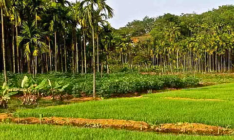 கோப்புபடம்.