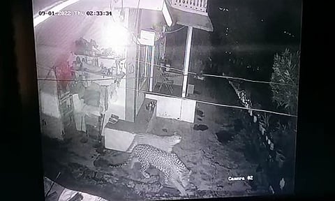 குன்னூர் அருகே குடியிருப்பு வளாகத்தில் சுற்றி திரிந்த சிறுத்தைகளை காணலாம்