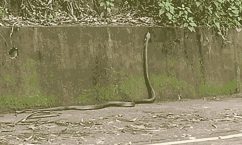 சாலைக்கு வந்த 12 அடி நீள ராஜநாகம்