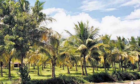 கோப்புபடம்.