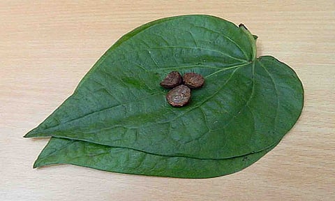 கோப்புபடம்.