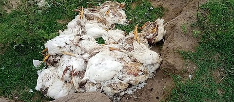 வெள்ளாற்றில் கொட்டப்பட்டு உள்ள கோழிக்கழிவுகளை படத்தில் காணலாம். 