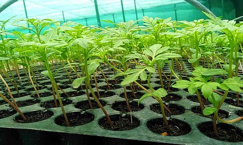 தோட்டக்கலை துறை சார்பில் விவசாயிகளுக்கு மானியத்துடன் கூடிய விவசாய பொருட்கள்