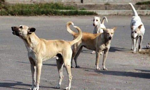 பேரணாம்பட்டில் பெருகிவரும் நாய் தொல்லை