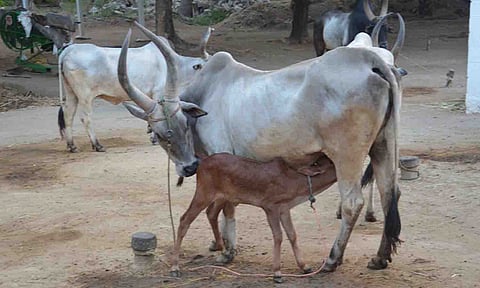 கோப்புபடம்.