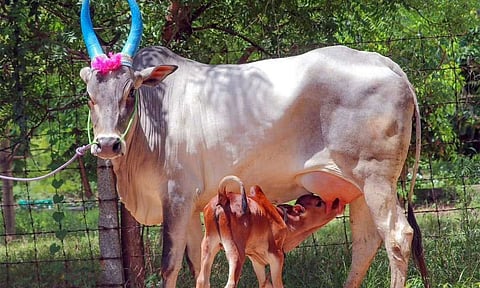 காங்கயம் இன மாடு