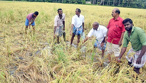 காட்டு பன்றிகளால் சேதமடைந்த நெற்கதிர்களை வேதனையுடன் காட்டும் விவசாயிகள்.