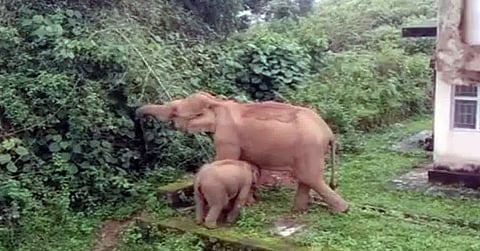 போலீஸ் குடியிருப்புக்குள் புகுந்த காட்டு யானை