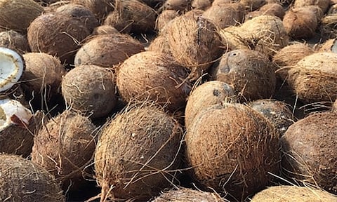 ரூ.1 லட்சத்து 28 ஆயிரத்துக்கு தேங்காய் ஏலம்