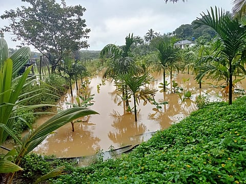 கூடலூர் அருகே விளைநிலங்களுக்குள் வெள்ளம் புகுந்தது
