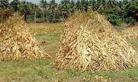 கோப்புபடம். 