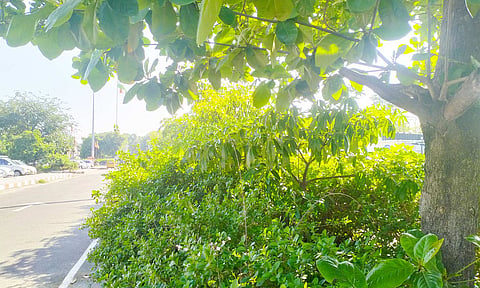மரம், செடிகள் அடர்ந்து காணப்படும் திண்டுக்கல் ரெயில் நிலையம்.