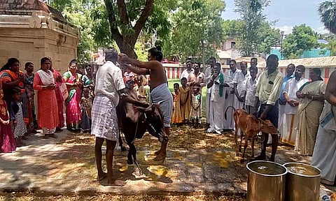 கோவிலில் கோமாதா பூஜை நடைபெற்ற காட்சி.