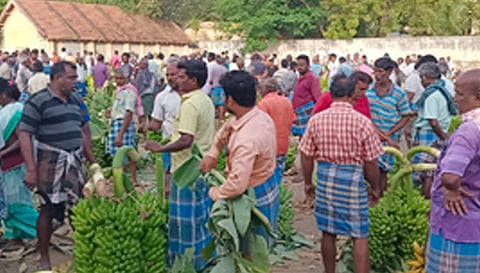 திருமணம் மற்றும் கோவில் விசேஷங்கள் இல்லாததால் பூவன் வாழைத்தார் விலை கடும் வீழ்ச்சி