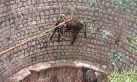 கிணற்றில் விழுந்த பசுமாடு உயிருடன் மீட்பு