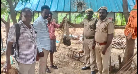 விளை நிலத்தில் பதுங்கி இருந்த மரநாயை வனத்துறையினர் பிடித்தனர்.