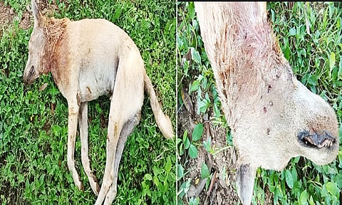 சிறுத்தைகள் கடித்து கொன்ற நாயை படத்தில் காணலாம்.